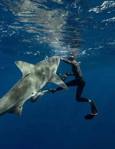 An image of a shark diver in the water with a large shark.