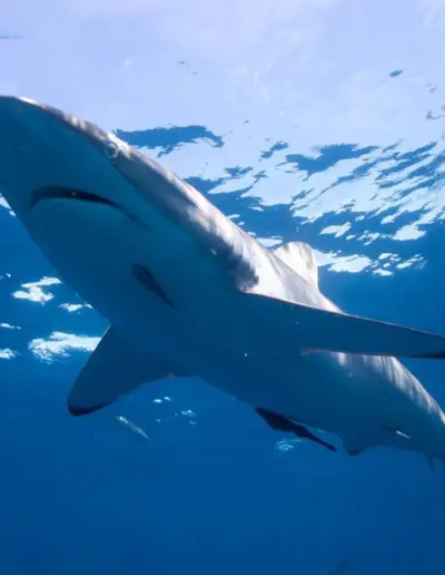 An image of a blacktip shark in the ocean.