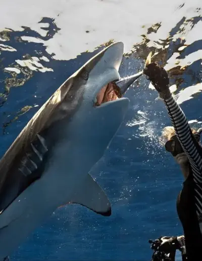 An image of a shark diver feeding a silky shark on a West Florida Shark Diving tour.