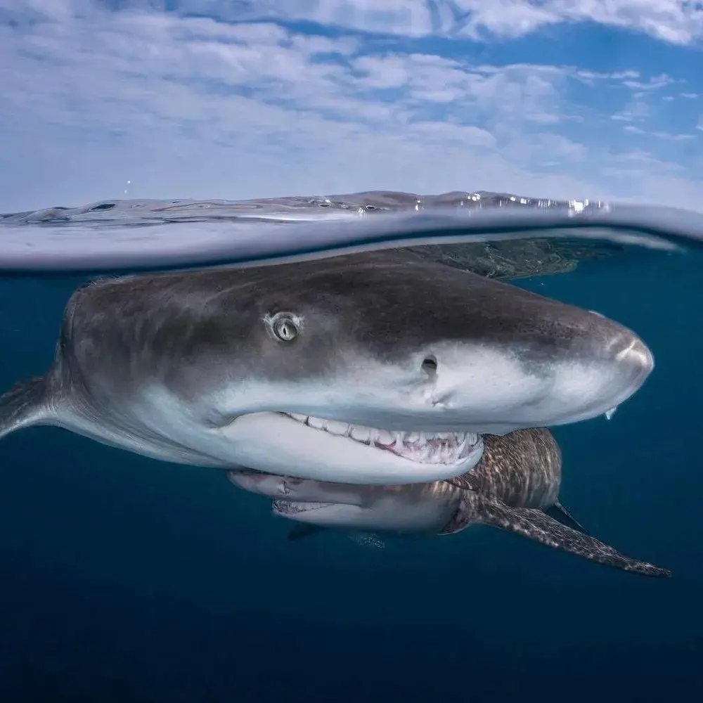 An image of lemon sharks in the water on a west florida shark diving adventure