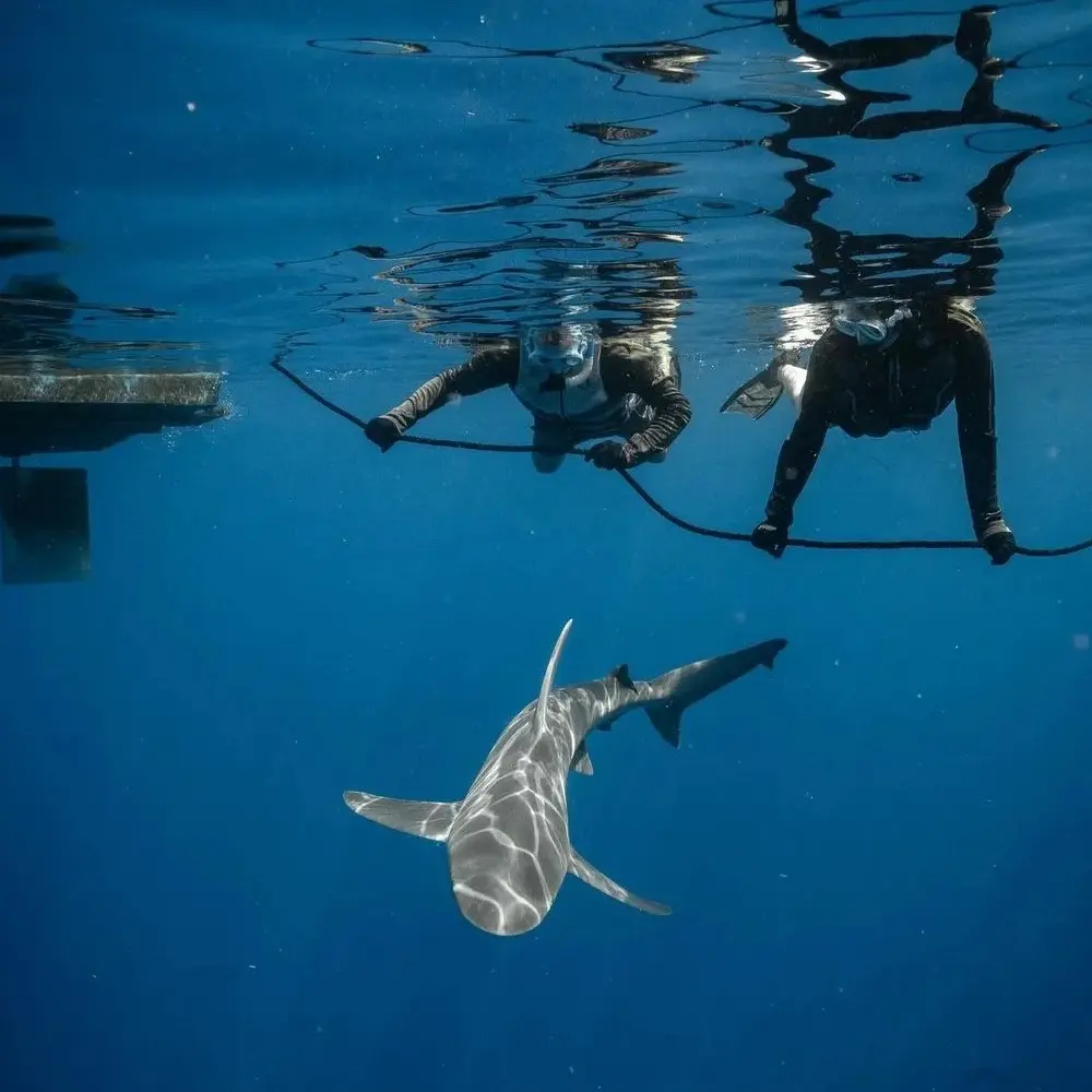 An image of two guests in the water at West Florida Shark Diving. 