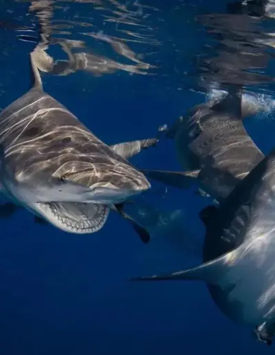 An image of sharks in the ocean during a west florida shark diving trip.