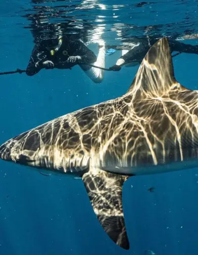 An image of a reef shark during a shark diving adventure.