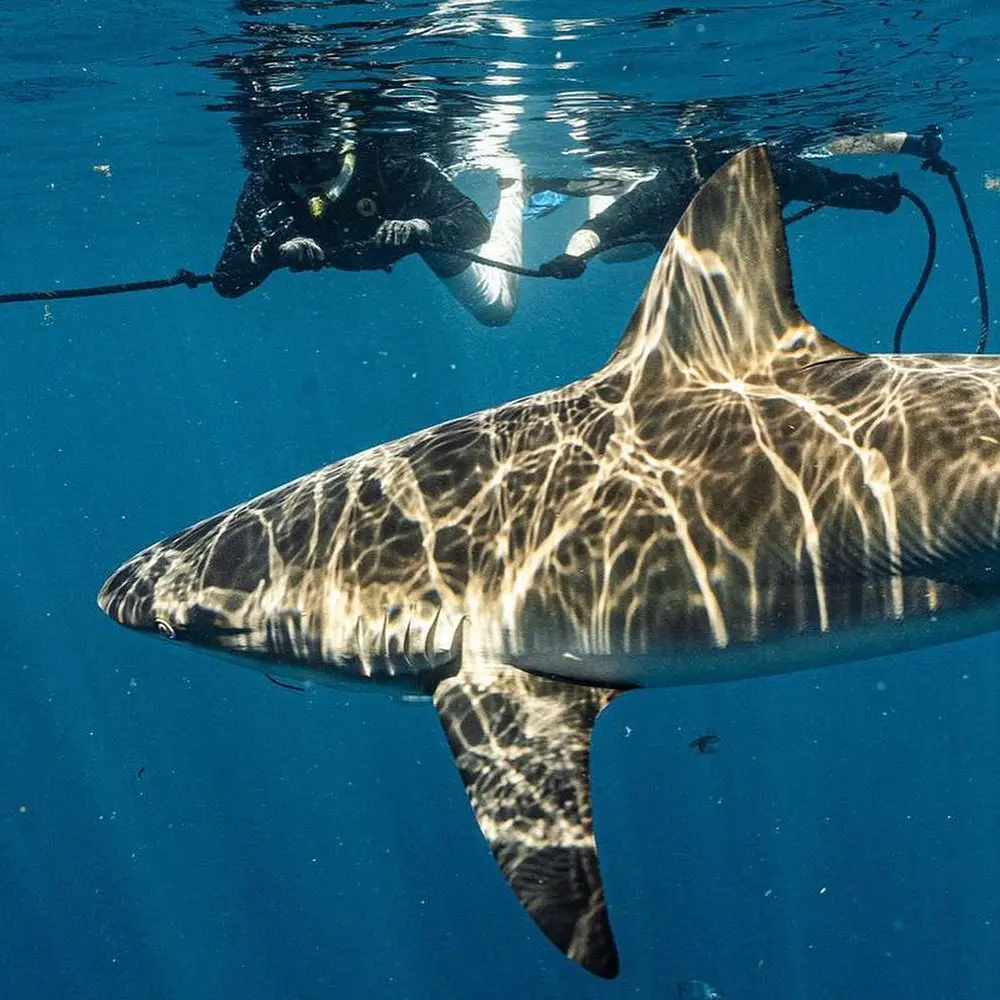 An image of Reef Sharks up close on a west florida shark diving experience. 