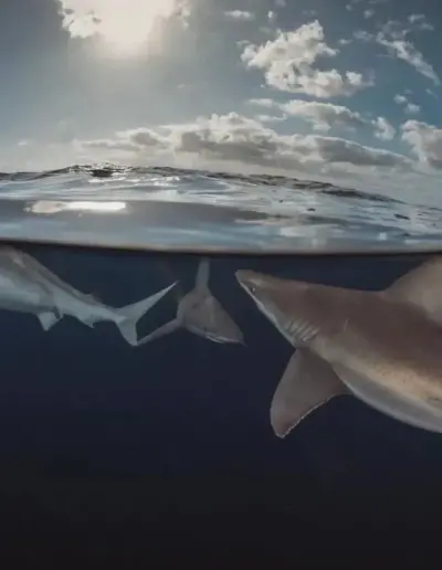 An image of sharks in the evening dusk on a shark adventure.