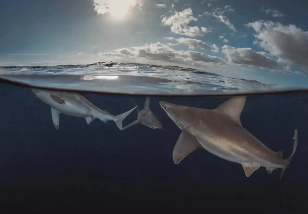 An image of sharks at Dusk off Sarasota Florida. 