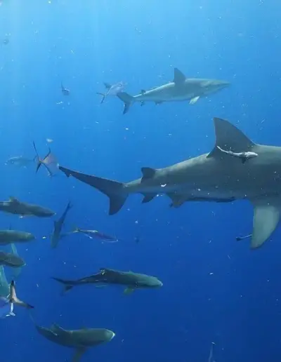 An image of a school of sharks swimming.