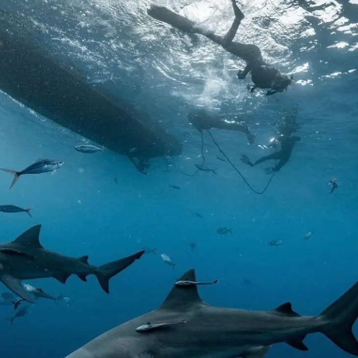 An image of a shark diving boat and shark divers in the Gulf of Mexico