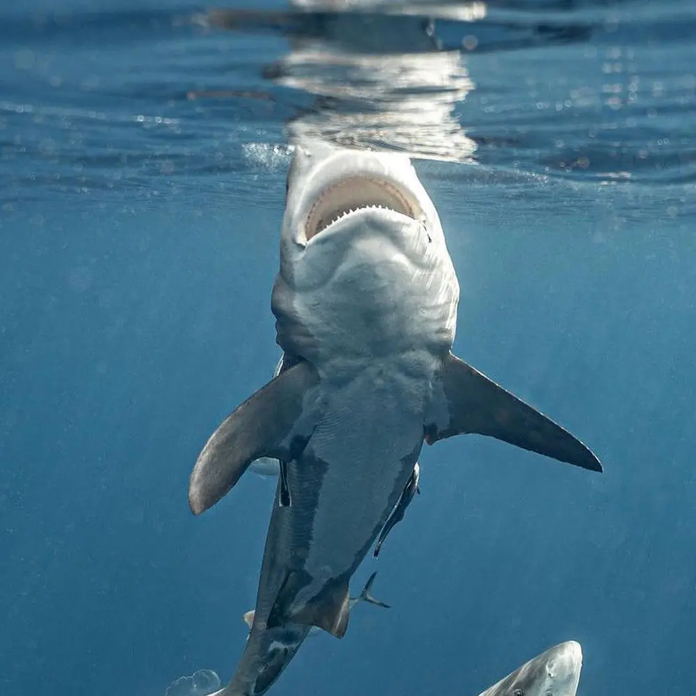 An image of a large shark coming to the surface to feed. 