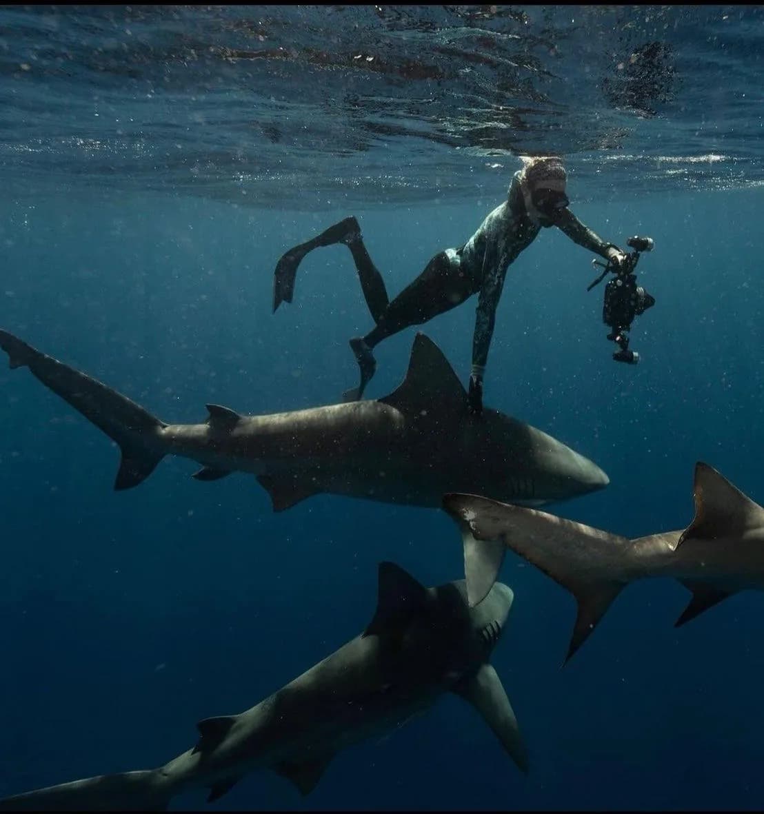 An image of a professional underwater cinematographer filming sharks in the water. 