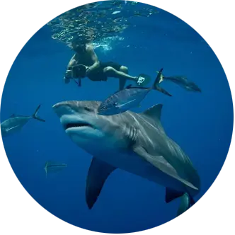 An image of a west florida shark diving guest filming a large bull shark. 