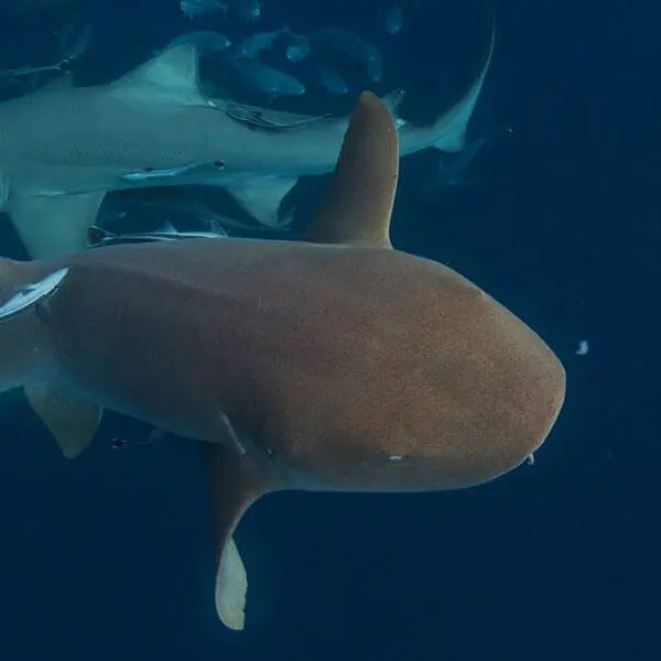 An image of a nurse shark on a west florida shark diving trip. 