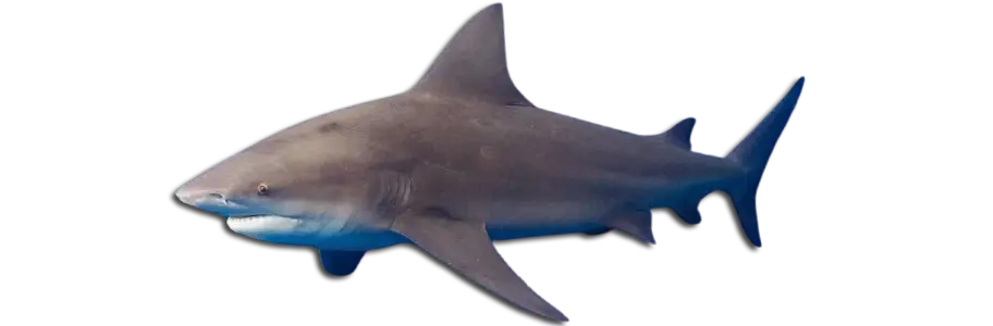 An image of a large bullshark inviting guests to join west florida shark diving