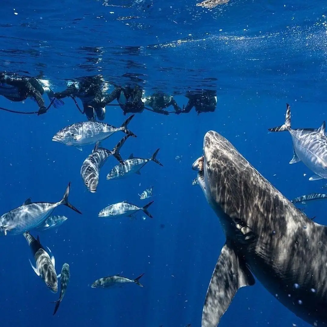 An  image of a shark feeding on a piece of meat with divers in the background. 