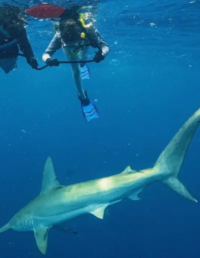 An image of a hammerhead shark during a shark trip.