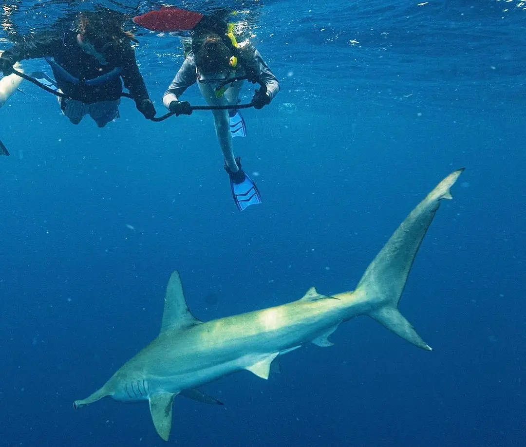 Sarasota Shark Diving guests up close with a hammerhead shark. 