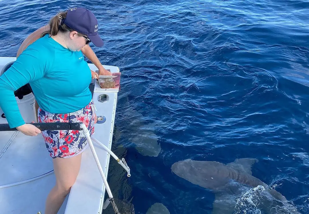 An image of a guest watching a sharks at the surface on a shark viewing trip with West FLorida Shark Diving. 