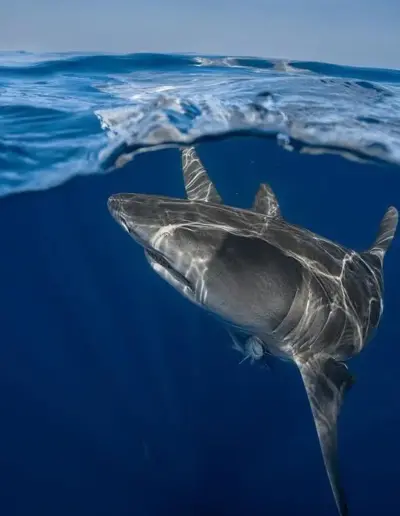 An i mage of a shark at the surface of the Ocean.