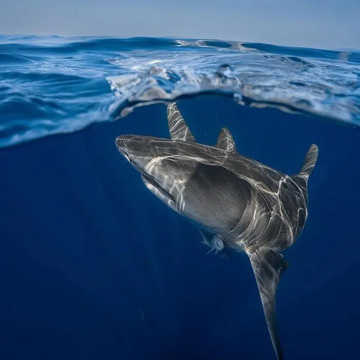 An image of a shark at the surface on a west florida shark viewing trip. 