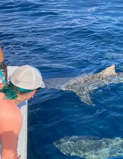 An image of guests on a shark viewing charter.