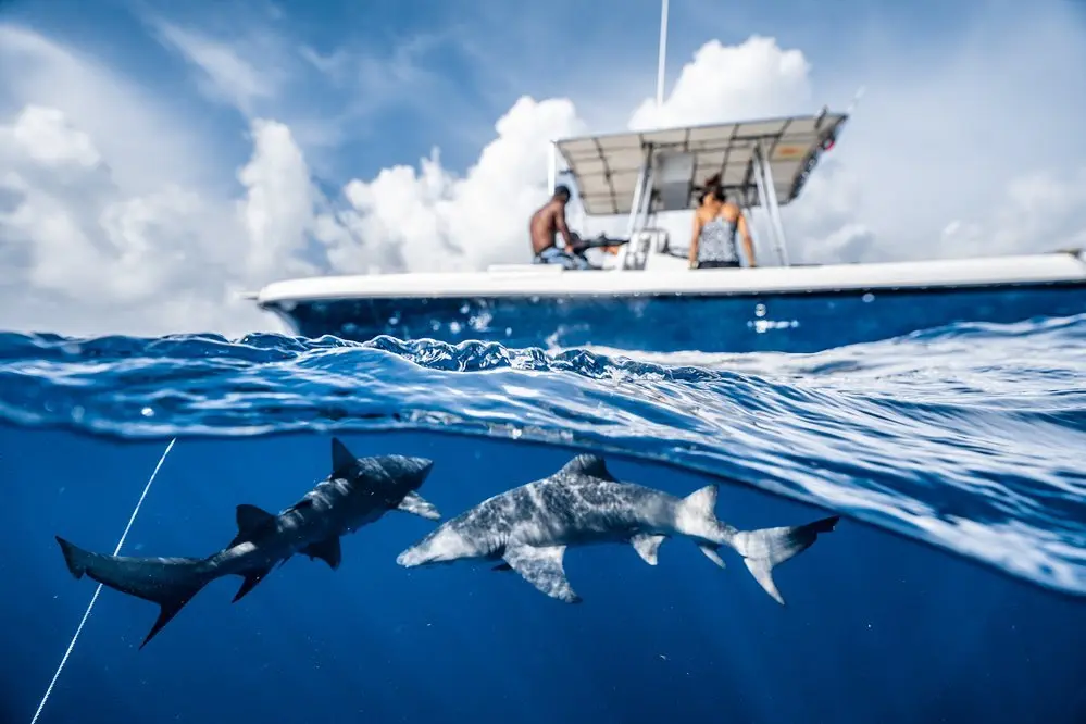 An image of a shark diving boat on the shark grounds with West Florida Shark diving