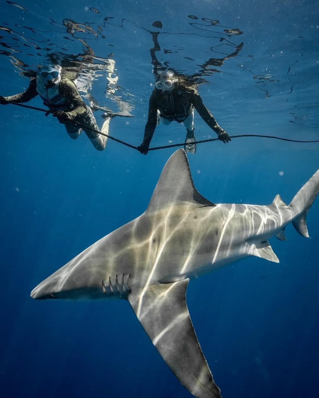 An image of guests on a tether line on a west florida shark diving adventure out of sarasota.