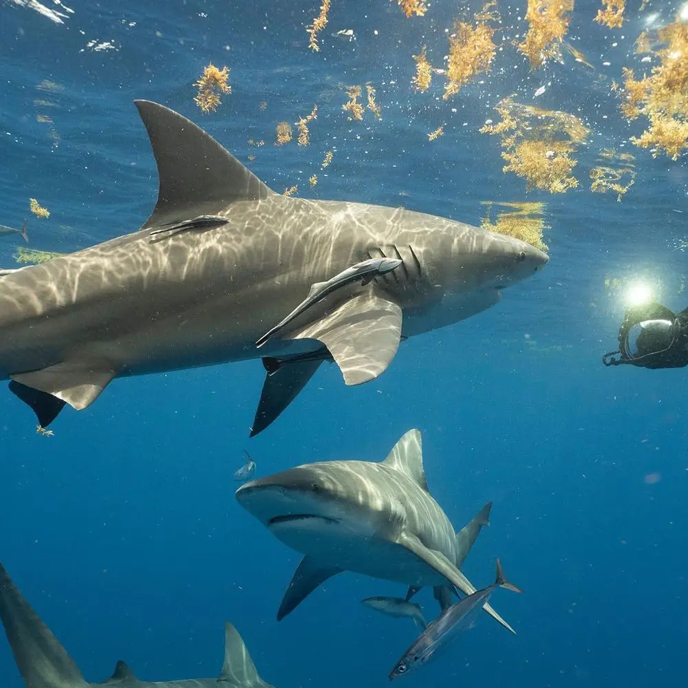 An image of sharks on a Tamps Shark Diving trip. 