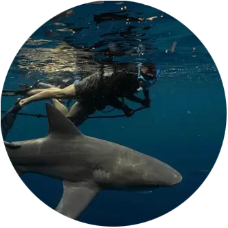 An image of a Tampa Shark Diving guest with a shark on a shark diving trip. 